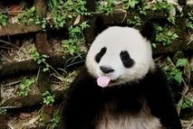 AFP/File – A panda plays at the research and conservation centre for giant pandas in Chengdu. AFP/File – A panda plays at the research and conservation centre for giant pandas in Chengdu.
