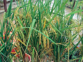 Den Citadel rice is about to be harvested (Photo: Thanh Nien) Den Citadel rice is about to be harvested (Photo: Thanh Nien)