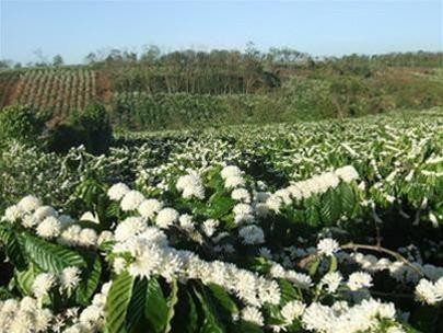A coffee farm in Dak lak Province A coffee farm in Dak lak Province