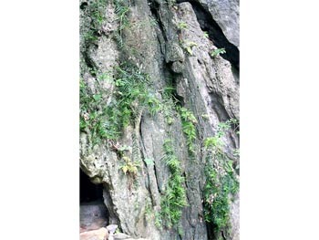A part of the fossil tree discovered in Quang Binh Province (Photo: SGGP) A part of the fossil tree discovered in Quang Binh Province (Photo: SGGP)