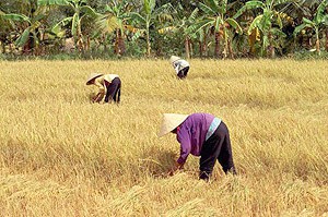 Farmers harvest rice in the Mekong Delta province of Dong Thap (File photo) Farmers harvest rice in the Mekong Delta province of Dong Thap (File photo)