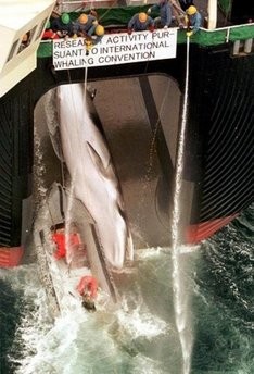 Two Greenpeace activists, aboard an inflatable boat, attach themselves to an illegally killed Minke whale, whilst it is winched aboard the Japanese ship, the Nisshin Maru, in Antarctic waters Two Greenpeace activists, aboard an inflatable boat, attach themselves to an illegally killed Minke whale, whilst it is winched aboard the Japanese ship, the Nisshin Maru, in Antarctic waters