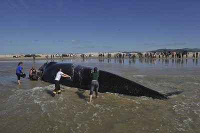 People splash water on a beached whale on Praia do Sol beach in Santa Catarina state, Brazil, Thursday Sept. 9, 2010 People splash water on a beached whale on Praia do Sol beach in Santa Catarina state, Brazil, Thursday Sept. 9, 2010