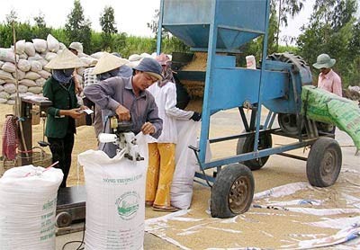 Farmers in the Mekong Delta husk rice (Photo: SGGP) Farmers in the Mekong Delta husk rice (Photo: SGGP)
