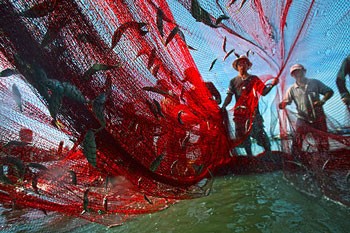 The wining photo entitled "Daily work" by Tran Vinh Nghia. The wining photo entitled "Daily work" by Tran Vinh Nghia.
