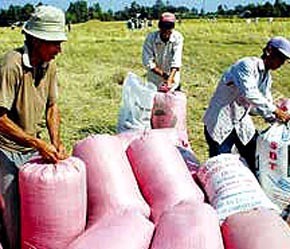 Farmers in a Mekong Delta havest rice (Photo: SGGP) Farmers in a Mekong Delta havest rice (Photo: SGGP)