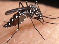 The dengue virus is spread by the mosquito Aedes aegypti. The dengue virus is spread by the mosquito Aedes aegypti.