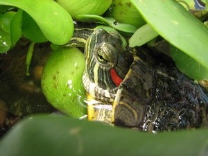 Vinh Long demands Caseamex Company to destroy over 18,400 re-ear turtles it is raising in Tra On District. Vinh Long demands Caseamex Company to destroy over 18,400 re-ear turtles it is raising in Tra On District.