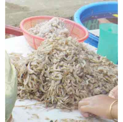 Shrimp export ranks the first among aquatic products (Photo: Nha Truc) Shrimp export ranks the first among aquatic products (Photo: Nha Truc)