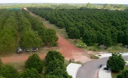 A jackfruit farm in the southern province of Binh Duong (Photo: SGGP) A jackfruit farm in the southern province of Binh Duong (Photo: SGGP)