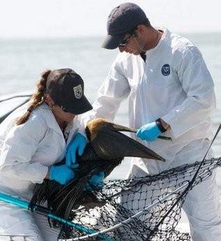 A team of biologists catch an oil-soaked brown pelican at Sandy Point in the Gulf of Mexico A team of biologists catch an oil-soaked brown pelican at Sandy Point in the Gulf of Mexico