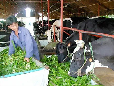 TP Hồ chí minh – Những công trình trọng điểm: Giống cây con chất lượng cao - Kết quả mới, vai trò mới