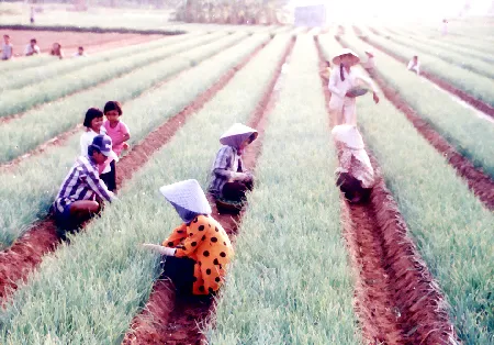 Trồng hành, một trong những mô hình thoát nghèo Trồng hành, một trong những mô hình thoát nghèo