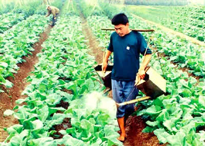 Thời của rau sạch