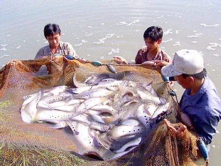 Đại hội Đảng bộ tỉnh Hậu Giang lần thứ XII: Phát triển kinh tế gắn với an sinh xã hội ảnh 3 Đại hội Đảng bộ tỉnh Hậu Giang lần thứ XII: Phát triển kinh tế gắn với an sinh xã hội ảnh 3
