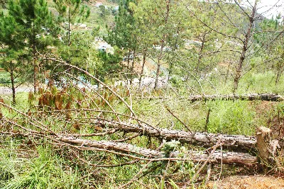 Hàng loạt thông mới bị đốn hạ Hàng loạt thông mới bị đốn hạ
