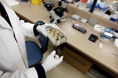 A researcher removes a colony of stem cells from a incubator. A researcher removes a colony of stem cells from a incubator.