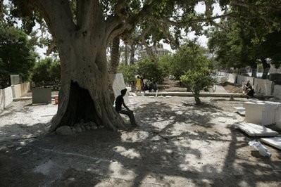 A Palestinian boy pauses in the base of an ancient sycamore tree in the West Bank city of Jericho, Friday, Oct.1, 2010 A Palestinian boy pauses in the base of an ancient sycamore tree in the West Bank city of Jericho, Friday, Oct.1, 2010