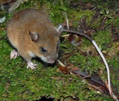 A species of montane mouse documented during the Rapid Assessment Program biodiversity survey in the Nakanai Mountains, Papua New Guinea in April 2009. A species of montane mouse documented during the Rapid Assessment Program biodiversity survey in the Nakanai Mountains, Papua New Guinea in April 2009.