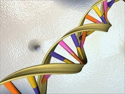 This undated handout illustration shows the DNA double helix This undated handout illustration shows the DNA double helix