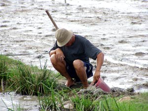 This file photo shows a farmer with watering work in a rice field in the central province of Ninh Thuan. The Asian Development Bank approved US$108 million assistance to upgrade Vietnam’s rural roads and irrigation systems Oct 25. (Photo: Tuong Thuy) This file photo shows a farmer with watering work in a rice field in the central province of Ninh Thuan. The Asian Development Bank approved US$108 million assistance to upgrade Vietnam’s rural roads and irrigation systems Oct 25. (Photo: Tuong Thuy)