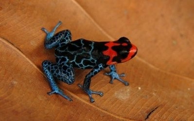 "Ranitomeya amazonica", a frog with an incredible burst of flames on its head, and contrasting water-patterned legs - one of the species announced by WWF in a new report. AFP "Ranitomeya amazonica", a frog with an incredible burst of flames on its head, and contrasting water-patterned legs - one of the species announced by WWF in a new report. AFP