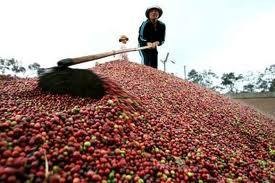 Coffee harvested in a Central Highlands province Coffee harvested in a Central Highlands province