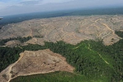 An area of Sumatran forest cleared by a logging company, seen in August 2010. AFP An area of Sumatran forest cleared by a logging company, seen in August 2010. AFP
