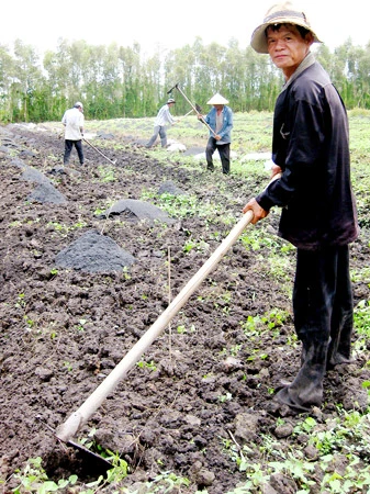 Anh Thanh đang làm “công nhân” trồng chanh cho một trang trại ở Đức Huệ. Anh Thanh đang làm “công nhân” trồng chanh cho một trang trại ở Đức Huệ.