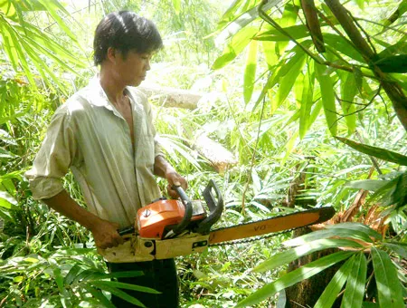 Giao rừng để trồng rừng - “Giao trứng cho ác?” ảnh 2 Giao rừng để trồng rừng - “Giao trứng cho ác?” ảnh 2