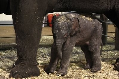 In this image provided by Taronga Zoo an unnamed female baby elephant stands under her mother, Pak Boon, after the birth of the infant early Tuesday, Nov. 2, 2010, at Taronga Zoo in Sydney In this image provided by Taronga Zoo an unnamed female baby elephant stands under her mother, Pak Boon, after the birth of the infant early Tuesday, Nov. 2, 2010, at Taronga Zoo in Sydney