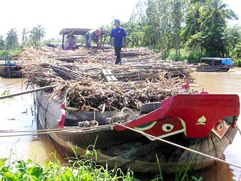 Traders flock to Phung Hiep District in Hau Giang Province to buy sugar canes (Photo: SGGP) Traders flock to Phung Hiep District in Hau Giang Province to buy sugar canes (Photo: SGGP)