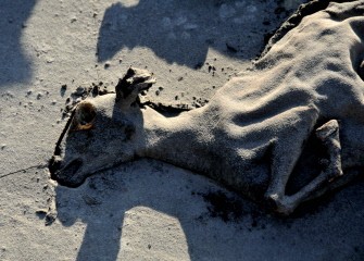 Volcanic ash from the Mount Merapi volcano covers a dead farm animal in the Indonesian village of Cangkringan on November 14, 2010. AFP Volcanic ash from the Mount Merapi volcano covers a dead farm animal in the Indonesian village of Cangkringan on November 14, 2010. AFP