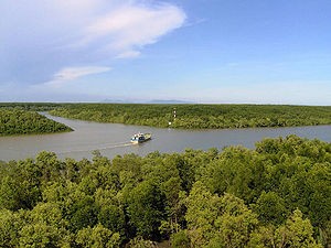 Can Gio salt -marsh forest where there are Can Gio salt -marsh forest where there are