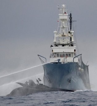 A Sea Shepherd Conservation Society-issued photo shows the conservation group's power craft, the Ady Gil, being rammed by the Japanese whaling ship, Shonan Maru No. 2, in Antarctic waters A Sea Shepherd Conservation Society-issued photo shows the conservation group's power craft, the Ady Gil, being rammed by the Japanese whaling ship, Shonan Maru No. 2, in Antarctic waters