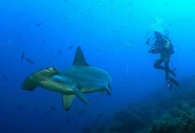 (AFP file) A diver takes a photo of a hammerhead shark. (AFP file) A diver takes a photo of a hammerhead shark.