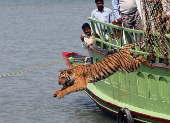 AFP - A file picture taken on February 19, 2008 shows Indian forest workers watching as a rescued tigress leaps into the river Sundarikati on being released from a cage at Sunderbans, some 150 kms south of Kolkata, India. AFP - A file picture taken on February 19, 2008 shows Indian forest workers watching as a rescued tigress leaps into the river Sundarikati on being released from a cage at Sunderbans, some 150 kms south of Kolkata, India.