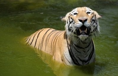 An Indian Royal Bengal tiger at the Nehru Zoological Park in Hyderabad in June 2010. An Indian Royal Bengal tiger at the Nehru Zoological Park in Hyderabad in June 2010.