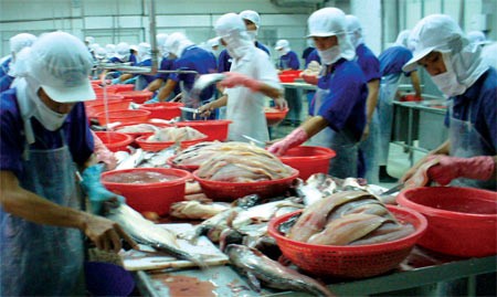 Workers process tra catfish for export at a factory in a Mekong Delta province (Photo: SGGP) Workers process tra catfish for export at a factory in a Mekong Delta province (Photo: SGGP)