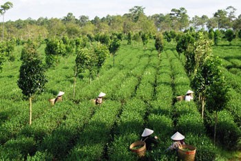 A tea farm in Bao Lam District, Lam Dong Province (Photo: SGGP) A tea farm in Bao Lam District, Lam Dong Province (Photo: SGGP)