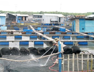 A floating fish farm in southern Vietnam (Photo: Tuong Thuy) A floating fish farm in southern Vietnam (Photo: Tuong Thuy)