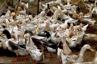 Poultries are breeded in Nam Dinh Province. (File photo) Poultries are breeded in Nam Dinh Province. (File photo)
