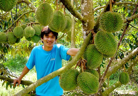 Các trang trại tại vùng chuyên canh sầu riêng xã Ngũ Hiệp, huyện Cai Lậy, tỉnh Tiền Giang thu lợi nhuận cao nhờ kỹ thuật cho trái nghịch vụ. Các trang trại tại vùng chuyên canh sầu riêng xã Ngũ Hiệp, huyện Cai Lậy, tỉnh Tiền Giang thu lợi nhuận cao nhờ kỹ thuật cho trái nghịch vụ.