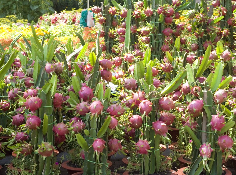 A dragon fruit farm in Binh Thuan A dragon fruit farm in Binh Thuan