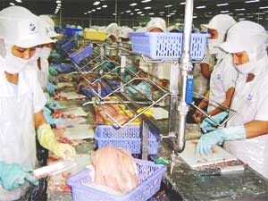 Workers process tra fish at Cuu Long Seafood Export JS Co. in An Giang Province. The Mekong Delta is striving for export turnover of US$3 billion from the fish by 2020. (Photo: Tuoi Tre)