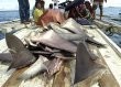 Fishermen transporting a load of harvested shark fins Fishermen transporting a load of harvested shark fins