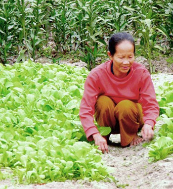 Residents in Tan Hoa Commune of Minh Hoa District have begun agricultural production after the severe floodings(Photo: SGGP) Residents in Tan Hoa Commune of Minh Hoa District have begun agricultural production after the severe floodings(Photo: SGGP)