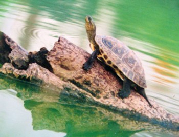 Hanoi will use cages and nets to catch the red-eared turtles that have thrived in the waters of Sword Lake Hanoi will use cages and nets to catch the red-eared turtles that have thrived in the waters of Sword Lake