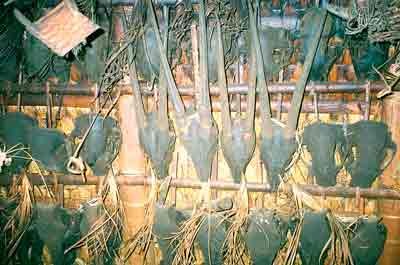 Pairs of Saola’s horns found in a residents house ( Photo: SGGP) Pairs of Saola’s horns found in a residents house ( Photo: SGGP)