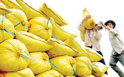 Farmers in the Mekong delta province of Soc Trang transport rice bags after they harvest the crop (Photo: SGGP) Farmers in the Mekong delta province of Soc Trang transport rice bags after they harvest the crop (Photo: SGGP)